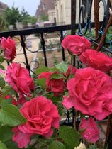 Muzi brother courtyard shrubs small climbing vine European Moon Rose Red da Vinci multi season Feng flower balcony can be irrigated