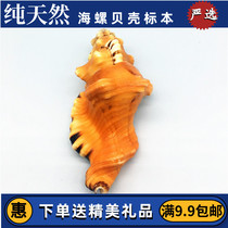 Elephant Snus Natural Shells Sea Snail Shell Tiger Head Snail Handicraft Swing Pieces Collection Fine Gift Marine Specimens