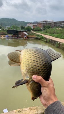 火爆的大家用化氏一味EX鱼竿怎么样，好不好用？质量靠得住吗？