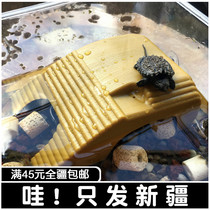 Turtle Sun Back Floating Island Water Turtle Sundae Turtle Sun Terrace Climbing Terrace Climbing and Pet Sinking Plastic Tortoise Terrace Shelter