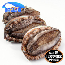 Abalone Live wild Dalian Abalone 50g live abalone Fresh big abalone Frozen seafood Aquatic spot