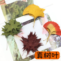 True leaf plant label ginkgo leaf flower embossed dried flower maple leaf eucalyptus leaf eucalyptus leaf eternal flower diy material