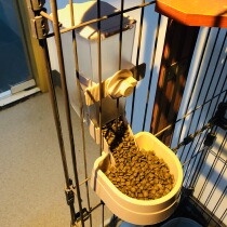 Cat automatic feeder dog self-service feeding machine cat food cat bowl Bowl anti-knock hanging pet supplies