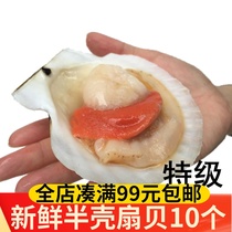 Fresh half-shell scallops 10 frozen large scallops shelled seafood Aquatic seafood Garlic vermicelli barbecue semi-finished ingredients