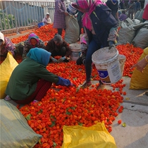 With case 2 catty red girl fruit Northeastern red girl fruit Red Heart Mushroom Maiden