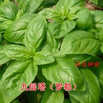 Edible nine-layer pagoda seed seedlings green basil Yang autumn table Four Seasons potted gold do not change vanilla seedlings