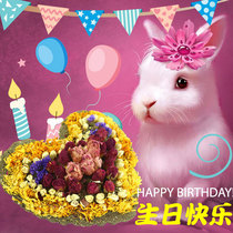 Pet birthday cake Timothy grass cake guinea pig pig ChinChin Rabbit birthday