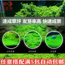 Fish tank Aquatic plant seeds Lazy landscaping decoration Aquatic plants Real grass Sea grass Tank Cow hair grass seeds leaf seeds