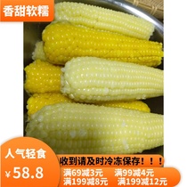 Fresh corn ready-to-eat sweet and soft glutinous northeast farmhouse Sticky Corn Non-GMO Cereal Zero Food Year of fragrant jade 20 roots