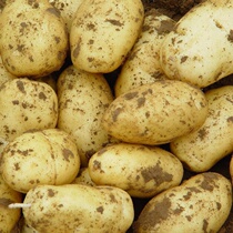 Farmhouse self-grown potatoes fresh 5kg yellow heart Big Potato sand potato fresh vegetable potato Shandong