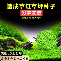 Water grass seed Cow hair grass Mini leaf climbing dwarf pearl crash lawn fish tank landscaping package Grass tank grass seed