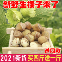 Northeast specialty Tieling Wild Mountain hazelnuts 2021 fresh small hazelnuts with green skin raw water kernel green skin nuts 500g