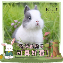 Pure-bred small long Dutch Dodge Mini Dwarf Rabbit Pet Rabbit Rape Ears Rabbit Living Living Living