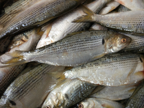 (Regular hair) 4 Jin 158 yuan Shunfeng fresh seafood aquatic marine crucian carp nine nine fish sea non-fresh water