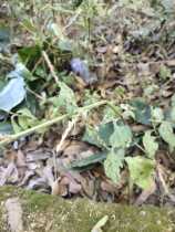 Fresh native bidentata straw back-off grass barb grass 500 gr