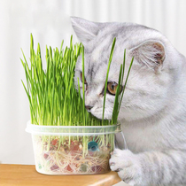 Catnip Seeds Catnip Cat Snacks Hairball Hair Cream Catnip Hydroponic Seed planting kit Cat Supplies