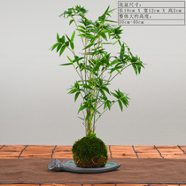 Rice bamboo potted plants shade-tolerant plants small bamboo indoor water ornamental bamboo moss balls bonsai Phoenix bamboo green plants