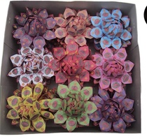 Handmade nine-color lotus gold to resolve grievances