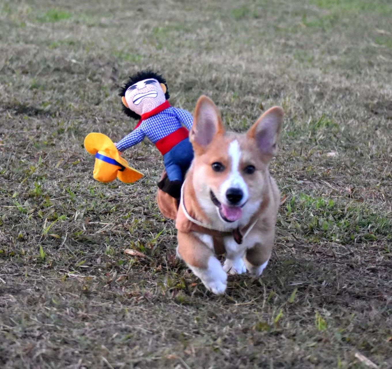 凯锐思狗零食怎么样评价好不好呢?真相评测分析曝光
