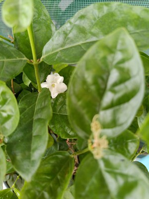 内衣质量不错。也很便宜，给好评