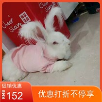 Giant Angolola Rabbit Rabbit living things Colour Angora Rabbit pet Rabbit long hair rabbit loved one cute