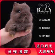 Imported pure breezid Twin Blood Dutch Dwarf Rabbit rabbit Small Mini Long little Pet Rabbit Living Single Mixed Blood