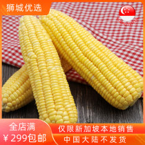 (Vegetable) Cameron sweet corn 1 root Singapore local shipment