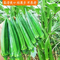 Imported fruit okra seed seedlings Sheep horn sunflower seeds Green okra spring and autumn four seasons balcony potted vegetable seedling