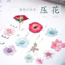 Manyue natural plant embossed real flower DIY handmade candle fan specimen leaf starry multi-color snow bead flower