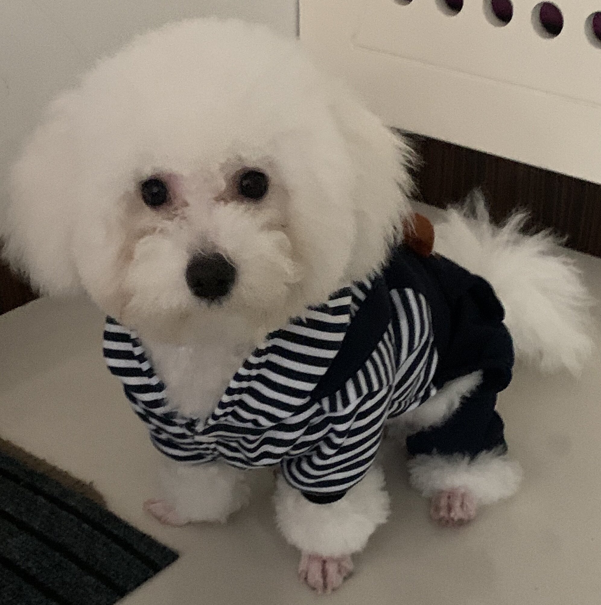 凯锐思狗零食怎么样评价好不好呢?真相评测分析曝光