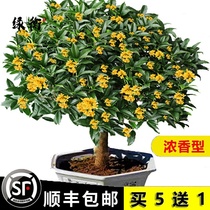 Osmanthus saplings potted plants Jingui Dangui Four Seasons Gui fragrant flowers garden balcony flowers