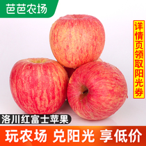 Authentic Luochuan Red Fuji Apple Shaanxi fruit fresh season whole box crispy sweet rock candy heart Crunch sweet 10kg