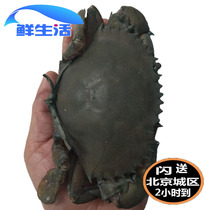 Beijing flash sent Sanmen green crab fresh red cream crab female crab Red sturgeon seafood aquatic sea crab 5 two spot