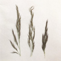 Wild Reed Sui Flower Kindergarten Handmade Plant Specimens Student stickers Embossed real flower drops glue phone case dry flower