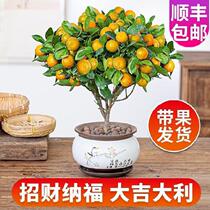 Company Golden Tangerine Potted Plant Small Potted Plant Emulation Large Basin Green Planting Bonsai Season Orange With Fruit Golden Orange Tree Orange Fresh