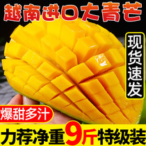 Da Qingmang Vietnam imported mango water fresh season whole box 5kg green skin Jinhuang Narcissus 10 Jade busy