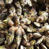 Buddhas hand spire live goose neck rattle turtle foot seafood dog Paw Snails Snails Chicken Foot Snail 500g Big
