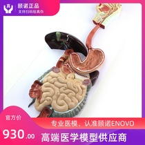 ENOVO Yinuo medicine human digestive system model stomach liver anatomy model digestive tract Gastroenterology model