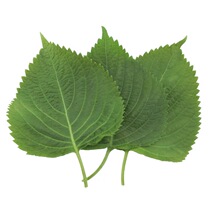 500g cotyledon farmhouse fresh vegetable barbecue leaf cuisine leaf barbecue