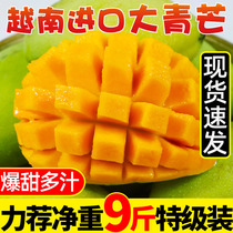 Vietnam big green mang new fruit mango water fresh season whole box 5kg green skin Super Jinhuang 10 Jade busy