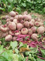 Beetroot root now dug fresh beetroot root red vegetable head big radish fresh vegetables with box 5 kilos