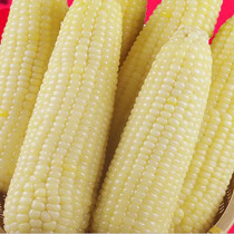 Farmhouse special production with box 5 catty fresh corn white corn flower corn mixed hair not specified