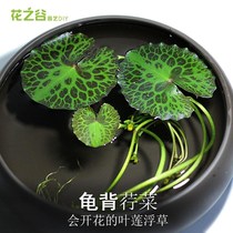 The green planting duckweed plants in the fish tank floating purification water quality micro landscape aquarium water grass real grass live water purification