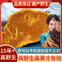 Phellinus Tibetan Mulberry Mulberry Mulberry yellow tea Ganoderma Super 250g Autonomous Region non 500g box box