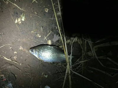 评测点评佳钓尼鱼竿有哪些系列，哪款型号比较好的？老司机说说！