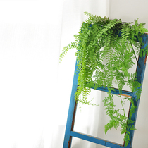 Nine Thoughts Simulation Plant Long Vines Hoist Lanyard Window Balcony Design Bionic Green Hanging Fake Green Plant F578