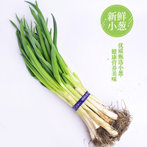 Small onion northeast green onion dip Pickles