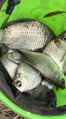 目前看来威联盟鱼竿质量怎么样,好不好用?是不是杂牌的鱼竿?