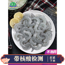 Green Shrimp Rinxin Fresh Alive Exfoliating Intestinal South Whitening to Shrimp Kernel Sea Shrimp Jen 90 1105 Catty of JiangZhejiang Shanghai