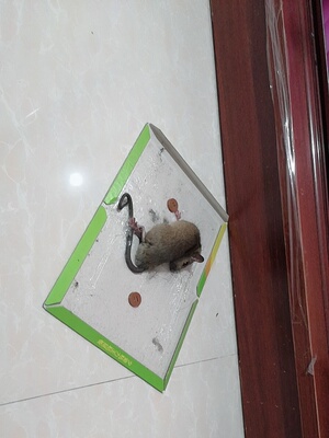 强力粘鼠板捉抓粘老鼠贴笼胶药捕鼠灭鼠器神器克星正品家用实惠装